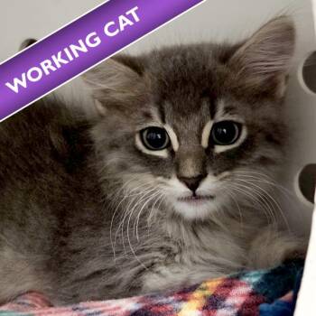 Arnold -  Domestic Long Hair Cat for Adoption in Des Moines, Iowa - Arnold | PetCurious