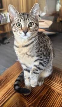 Rescue Tabby Cats for Adoption in Parlier, California - Neville | PetCurious