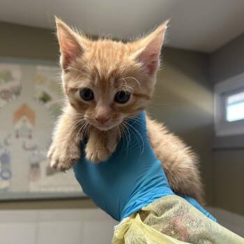 Domestic Short Hair Cats Available for Adoption in Ojai, California - Honey | PetCurious