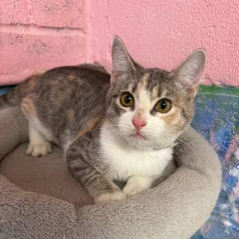Tulip -  Domestic Short Hair Cat for Adoption in Laredo, Texas - Tulip | PetCurious