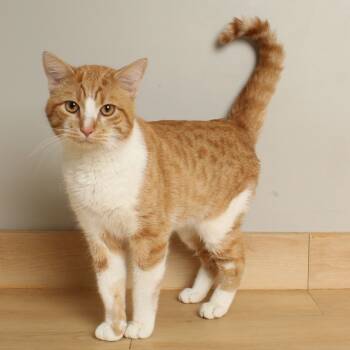 Rescue Domestic Short Hair Cats for Adoption in Minnetonka, Minnesota - David C66824 | PetCurious