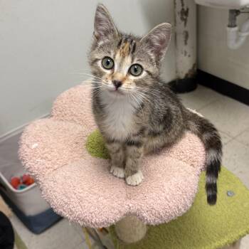 Kitten Adoption Petsmart Wayne 10/11 12pm -  Siamese Cat for Adoption in North Arlington, New Jersey - Kitten Adoption Petsmart Wayne 10/11 12pm | PetCurious