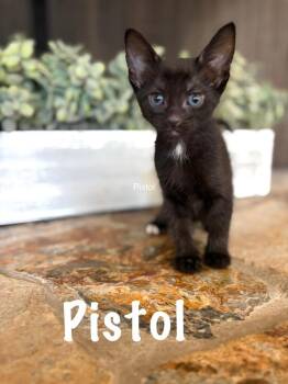 Pistol -  Domestic Short Hair Cat for Adoption in Sebastian, Florida - Pistol | PetCurious