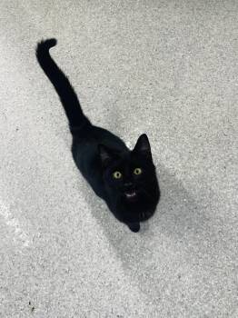 Rescue Domestic Short Hair Cats for Adoption in Chicago, Illinois - Nolan | PetCurious