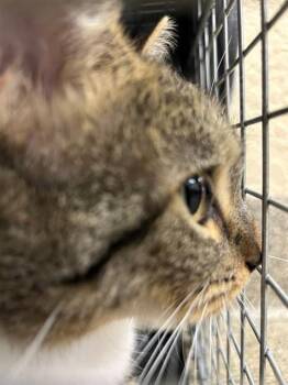 Domestic Short Hair Cats Available for Adoption in Fort Myers, Florida - PIXIE | PetCurious