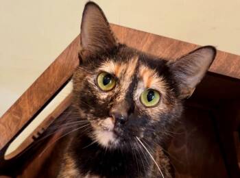 Domestic Short Hair Cats Available for Adoption in Nashville, Tennessee - Emily | PetCurious