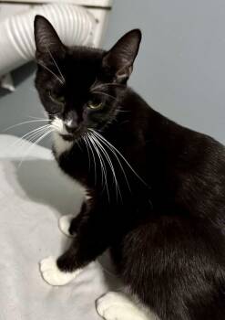 Rescue Domestic Short Hair Cats for Adoption in Chicago, Illinois - Florence | PetCurious