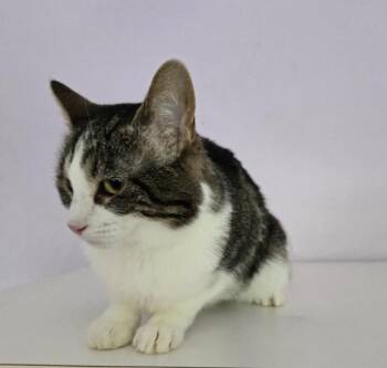 Domestic Medium Hair Cats Available for Adoption in Wheaton, Illinois - Mahalo | PetCurious