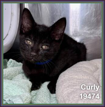 CURLY (see also MOE and LARRY) -  Domestic Short Hair Cat Available for Adoption in Marietta, Georgia - CURLY (see Also MOE And LARRY) | PetCurious