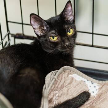 Rescue American Shorthair Cats for Adoption in Lampasas, Texas - Blackstone | PetCurious