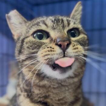 Pippi -  Domestic Short Hair Cat for Adoption in Los Angeles, California - Pippi | PetCurious