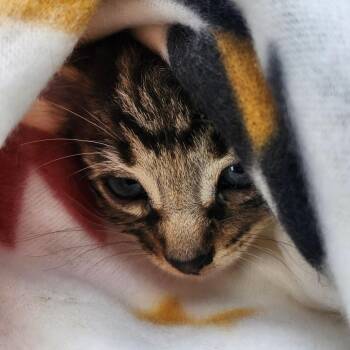 Lil Birdy (Mav) -  Domestic Short Hair Cat for Adoption in Brentwood, Missouri - Lil Birdy (Mav) | PetCurious
