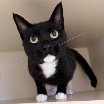 Troll -  Domestic Short Hair Cat for Adoption in Cody, Wyoming - Troll | PetCurious