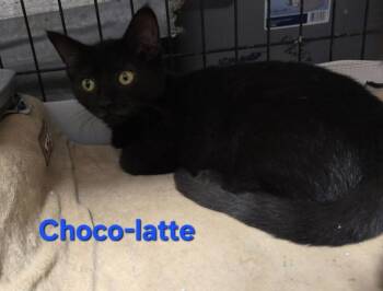 Rescue Domestic Short Hair Cats for Adoption in Buena Vista, Virginia - Choco-latte | PetCurious