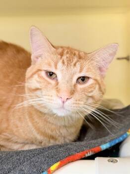 Firestar -  Domestic Short Hair Cat for Adoption in Menomonie, Wisconsin - Firestar | PetCurious
