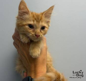 Blossom -  Domestic Long Hair Cat for Adoption in Washington, District Of Columbia - Blossom | PetCurious