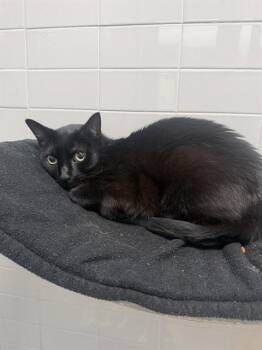 PUFF PASTRY -  Domestic Short Hair Cat for Adoption in Omaha, Nebraska - PUFF PASTRY | PetCurious