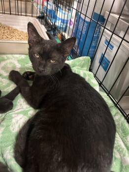 Ebony -  Domestic Short Hair Cat for Adoption in Deltona, Florida - Ebony | PetCurious