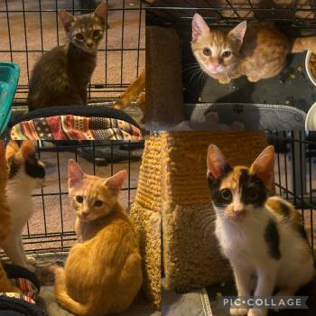 Marvin -  Domestic Short Hair Cat for Adoption in Thousand Oaks, California - Marvin | PetCurious