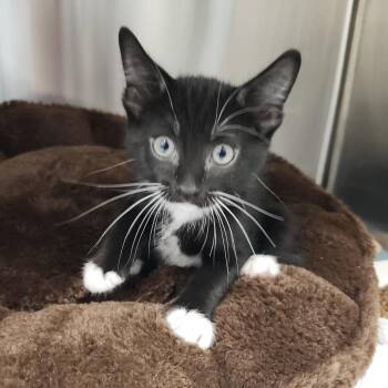 Cappuccino -  Domestic Short Hair Cat for Adoption in Clearwater, Florida - Cappuccino | PetCurious