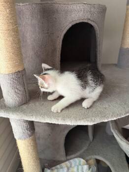 Juniper 2026-307 -  Manx Cat for Adoption in Winder, Georgia - Juniper 2026-307 | PetCurious