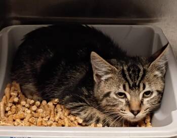 Raina -  Domestic Short Hair Cat for Adoption in Clarksville, Tennessee - Raina | PetCurious