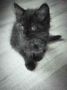 Briar -  Domestic Long Hair Cat Available for Adoption in New Bern, North Carolina - Briar | PetCurious