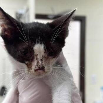 Coco 26-08-029 -  Domestic Short Hair Cat for Adoption in Bastrop, Texas - Coco 26-08-029 | PetCurious