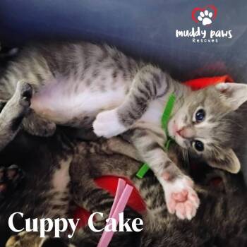 Rescue Domestic Short Hair Cats for Adoption in Council Bluffs, Iowa - Pumpy-Umpy-Umpkin Litter: Cuppy Cake | PetCurious