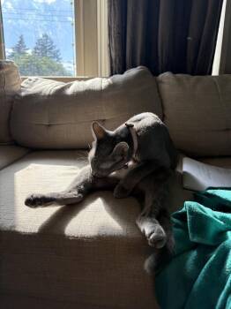 Memo -  Domestic Short Hair Cat for Adoption in West Mifflin, Pennsylvania - Memo | PetCurious