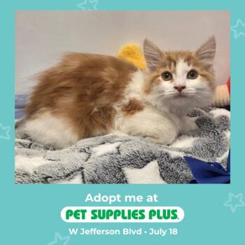 McKinley -  Domestic Medium Hair Cat for Adoption in Fort Wayne, Indiana - McKinley | PetCurious