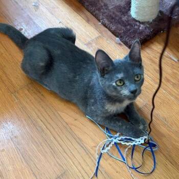 Peaches -  Domestic Short Hair Cat for Adoption in Winston-salem, North Carolina - Peaches | PetCurious