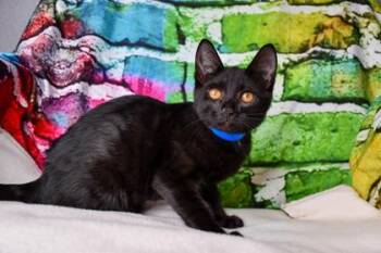 Tofu -  Domestic Short Hair Cat for Adoption in Bellevue, Washington - Tofu | PetCurious