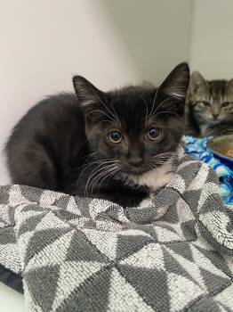 Domestic Short Hair Cats Available for Adoption in Delson, Quebec - Ricotta | PetCurious