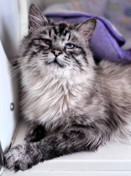 Lucky -  Domestic Long Hair Cat for Adoption in Pekin, Illinois - Lucky | PetCurious