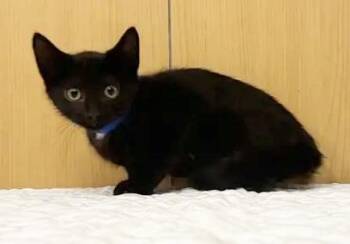 SAMMY -  Domestic Short Hair Cat for Adoption in Brentwood, Missouri - SAMMY | PetCurious