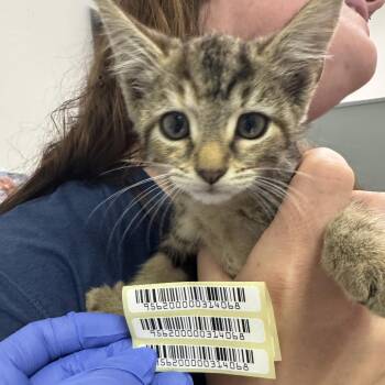 Ring Pop -  Domestic Medium Hair Cat for Adoption in Charleston, West Virginia - Ring Pop | PetCurious