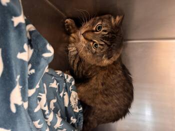 Percy (Perciatelli) -  Domestic Long Hair Cat for Adoption in Yorkville, Illinois - Percy (Perciatelli) | PetCurious