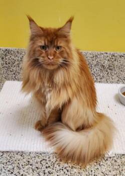 Maine Coon and Domestic Short Hair Cats Available for Adoption in Fairfax, Virginia - Arthur | PetCurious