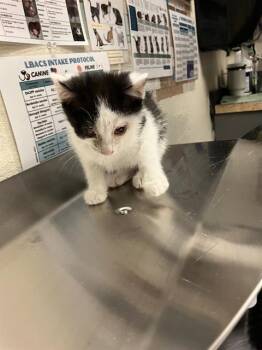 VENUS -  Domestic Short Hair Cat for Adoption in Long Beach, California - VENUS | PetCurious