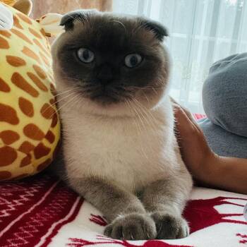 Oxi -  Scottish Fold Cat for Adoption in Naperville, Illinois - Oxi | PetCurious