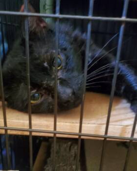 Murdock -  Domestic Short Hair Cat for Adoption in Salem, New Hampshire - Murdock | PetCurious