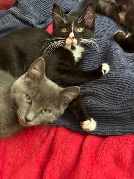Rescue Domestic Short Hair Cats for Adoption in Seattle, Washington - Colby And Beryl | PetCurious