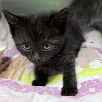 Ed -  Domestic Short Hair Cat for Adoption in Titusville, Florida - Ed | PetCurious