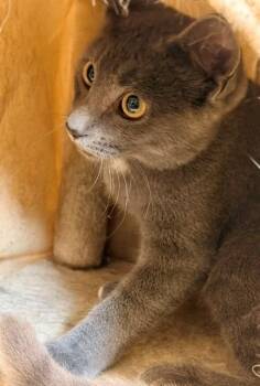 Trooper -  Domestic Short Hair Cat for Adoption in Ladysmith, Wisconsin - Trooper | PetCurious