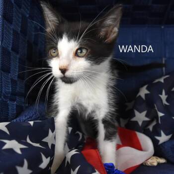 Wanda -  Domestic Short Hair Cat for Adoption in Yuma, Arizona - Wanda | PetCurious