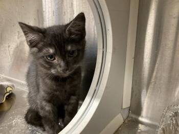 YOSEMITE -  Domestic Short Hair Cat for Adoption in Tustin, California - YOSEMITE | PetCurious