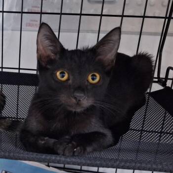 Cleo Houston -  Domestic Short Hair Cat for Adoption in Denver, Colorado - Cleo Houston | PetCurious
