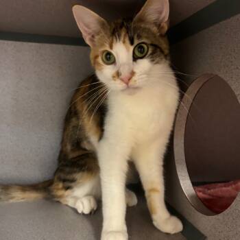Rescue Domestic Short Hair Cats for Adoption in Port Charlotte, Florida - Galadriel | PetCurious