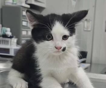 Domestic Medium Hair Cats Available for Adoption in Hillsdale, Indiana - Kitler | PetCurious